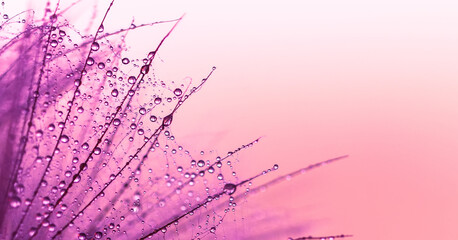 Purple pink macro abstraction of water drops on dandelion seeds. Space for text