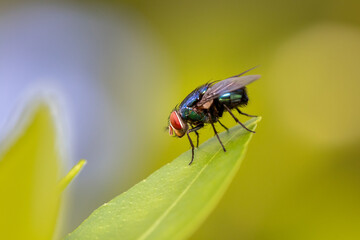 Red-eyed fly on leaf