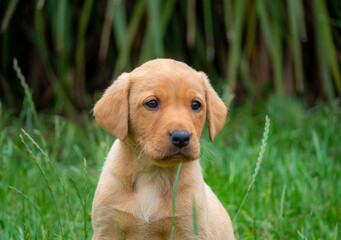 Labrador retriever puppy, sitting in the garden, watching everything  around him.