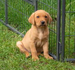 Small Labrador retriever puppy sitting in the garden.