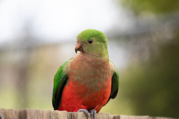 A Juvenile King Parrot