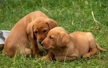 Two fox red Labrador puppies sitting in the garden playing together.