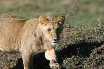 Lions in kenya Africa