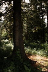 Fototapeta premium larch trunk in the sun