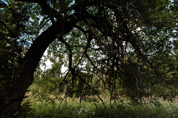 tree trunk with arched branches in the sun