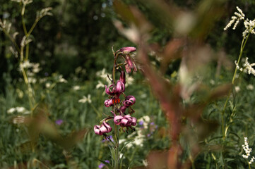 Wildflowers in the meadow