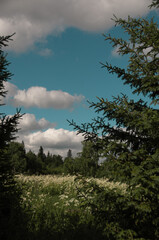 Summer landscape with blue sky and white clouds meadow and forest.