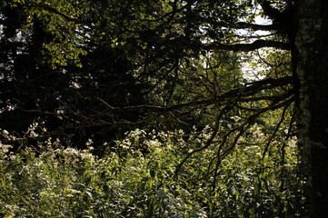Tree branches in a forest thicket