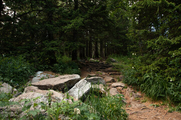 Forest trail in rocky terrain