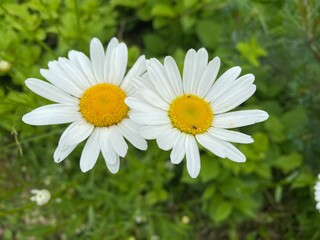 Fototapeta premium Camomile daisy flowers. Summer blooming of wild camomiles.
