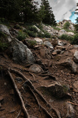 Obraz premium Mountain trail with tree roots and stones Zyuratkul Range