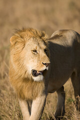 Plakat Lions in kenya Africa