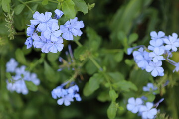 forget me not flowers