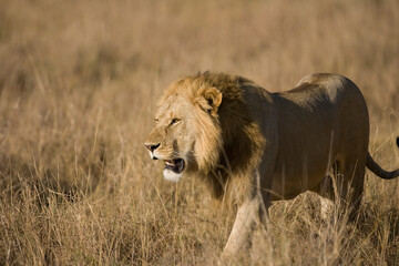 Naklejka na ściany i meble Lions in kenya Africa