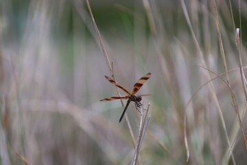 dragonfly on the grass
