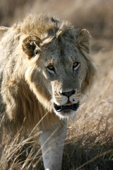 Fototapeta na wymiar Lions in kenya Africa
