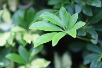 Fototapeta premium green leaves under the rain background