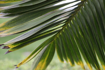 palm tree leaves