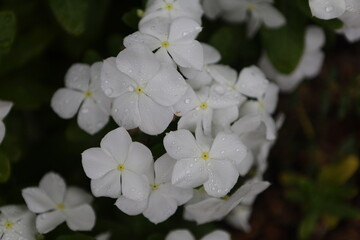 white flowers of a tree