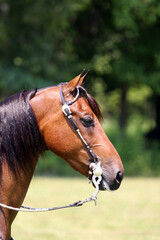 Obraz premium Horses at a local western horse shpow