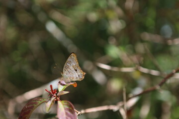butterfly on a flower
