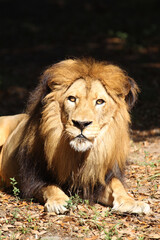 Lions in kenya Africa