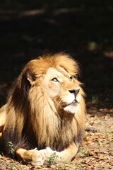 Lions in kenya Africa