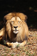 Lions in kenya Africa