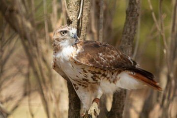 Red Tailed hawk with Falconer