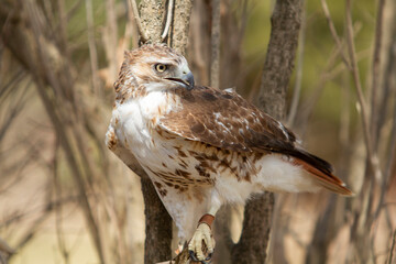 Red Tailed hawk with Falconer