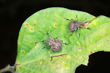 stink bug insects in natural state