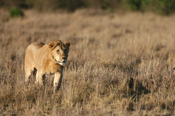 Lions in kenya Africa