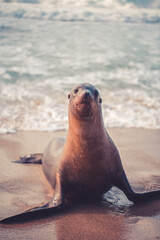 sea lion on the beach