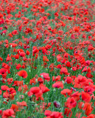 Many red poppies in the summer meadow