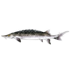 Sturgeon, watercolor isolated illustration of a fish.