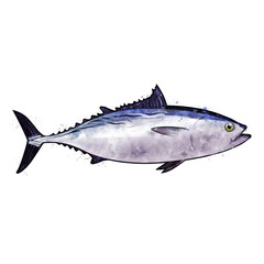 Tuna, watercolor isolated illustration of a fish.