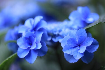 神社の前に咲いた藤の花 Wall Mural Wallpaper Murals Wassei 神社の前に咲いた藤の花 Wall Mural Wallpaper Murals Wassei