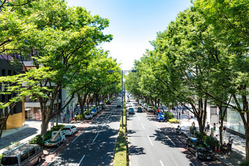 (東京都-都市風景)新緑の表参道風景１