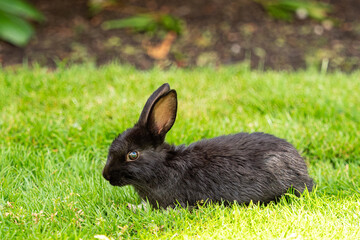 close up of a tiny cute black bunny laying on the green grassy field eating while its eye fixed on you