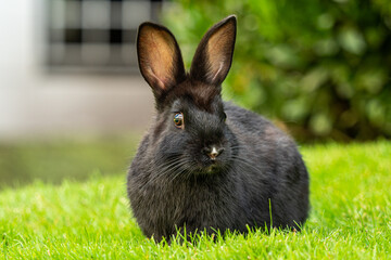 close up of one cute chubby black bunny sitting on green grass field near the bush by the building wall