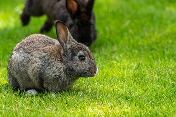 Fototapeta premium portrait of a cute brown bunny sitting on green grass field while a black bunny running towards it