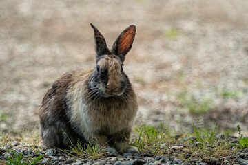 one chubby brown rabbit with the fur of mixed tones sitting on the paved ground in the park looking at you