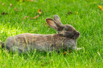 close up of a cute brown rabbit laying on green grass field taking a nap