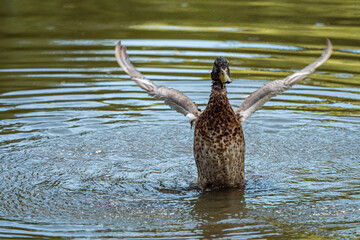 a green headed male duck inside park flipping its wings in the pond 
