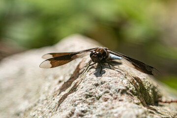 close up of a blue dragonfly with black spots on its wings resting on the rock under the sun