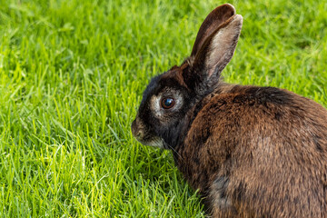 close up of a dark brown rabbit with white fur near the eyes eating on  green grass field