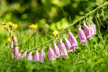 one branch touching the green grassy ground filled with blooming pink foxglove flowers under the sun