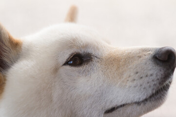 白い柴犬