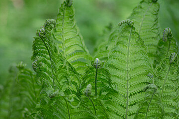 large fern leaves, green background with plants
