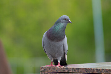 one pigeon close-up on a green background, city bird